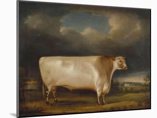 Comet' a Light Roan Short-Horn Bull in a Landscape, 1811-Thomas Weaver-Mounted Giclee Print