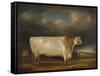 Comet, a Light Roan Short-Horn Bull in a Landscape, 1811-Thomas Weaver-Framed Stretched Canvas