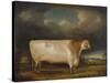 Comet, a Light Roan Short-Horn Bull in a Landscape, 1811-Thomas Weaver-Stretched Canvas