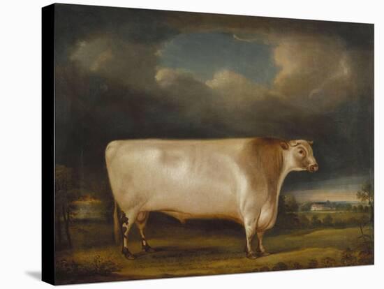 Comet, a Light Roan Short-Horn Bull in a Landscape, 1811-Thomas Weaver-Stretched Canvas