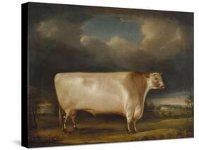 Comet, a Light Roan Short-Horn Bull in a Landscape, 1811-Thomas Weaver-Stretched Canvas