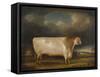 Comet, a Light Roan Short-Horn Bull in a Landscape, 1811-Thomas Weaver-Framed Stretched Canvas