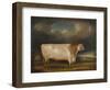 Comet, a Light Roan Short-Horn Bull in a Landscape, 1811-Thomas Weaver-Framed Giclee Print