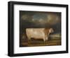 Comet, a Light Roan Short-Horn Bull in a Landscape, 1811-Thomas Weaver-Framed Giclee Print