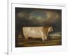 Comet, a Light Roan Short-Horn Bull in a Landscape, 1811-Thomas Weaver-Framed Giclee Print