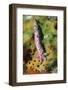 Comet Arm Of Starfish (Linckia Multifora) Asexual Reproduction. Maldives-Georgette Douwma-Framed Photographic Print