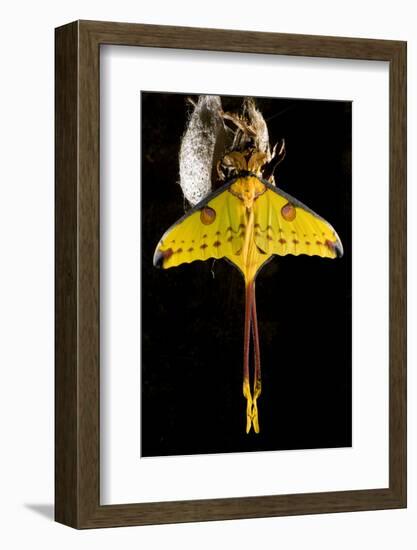 Comet Moth, Comet Butterfly (Argema Mittrei), in Captivity, Madagascar-Iñaki Relanzon-Framed Photographic Print