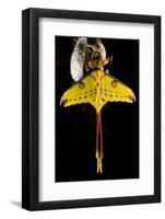 Comet Moth, Comet Butterfly (Argema Mittrei), in Captivity, Madagascar-Iñaki Relanzon-Framed Photographic Print