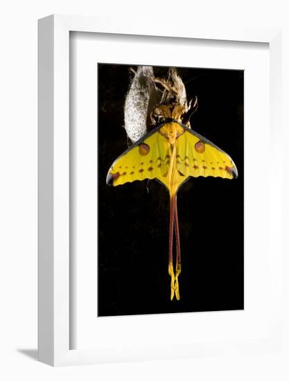 Comet Moth, Comet Butterfly (Argema Mittrei), in Captivity, Madagascar-Iñaki Relanzon-Framed Photographic Print