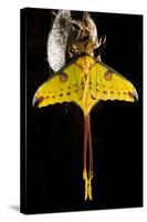 Comet Moth, Comet Butterfly (Argema Mittrei), in Captivity, Madagascar-Iñaki Relanzon-Stretched Canvas