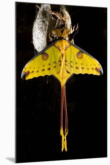 Comet Moth, Comet Butterfly (Argema Mittrei), in Captivity, Madagascar-Iñaki Relanzon-Mounted Photographic Print