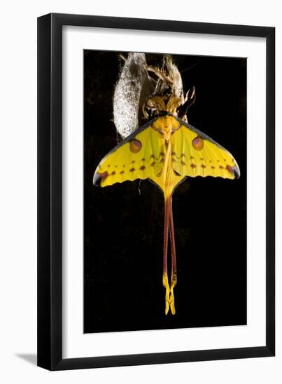 Comet Moth, Comet Butterfly (Argema Mittrei), in Captivity, Madagascar-Iñaki Relanzon-Framed Photographic Print