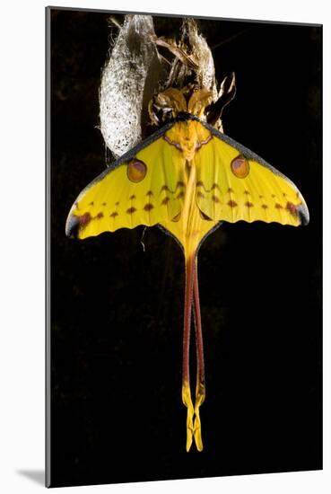 Comet Moth, Comet Butterfly (Argema Mittrei), in Captivity, Madagascar-Iñaki Relanzon-Mounted Photographic Print