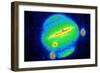 Comet Shoemaker-Levy Colliding with Jupiter, 20 July 1994-null-Framed Giclee Print