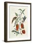 Comfrey, from A Curious Herbal, 1782-Elizabeth Blackwell-Framed Giclee Print