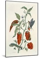 Comfrey, from A Curious Herbal, 1782-Elizabeth Blackwell-Mounted Giclee Print