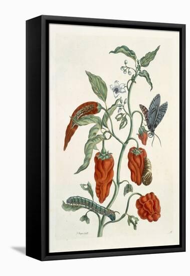 Comfrey, from A Curious Herbal, 1782-Elizabeth Blackwell-Framed Stretched Canvas