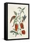 Comfrey, from A Curious Herbal, 1782-Elizabeth Blackwell-Framed Stretched Canvas