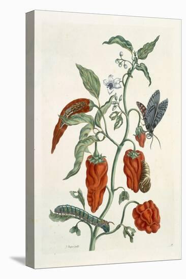 Comfrey, from A Curious Herbal, 1782-Elizabeth Blackwell-Stretched Canvas