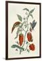 Comfrey, from A Curious Herbal, 1782-Elizabeth Blackwell-Framed Giclee Print