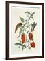 Comfrey, from A Curious Herbal, 1782-Elizabeth Blackwell-Framed Giclee Print