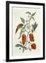 Comfrey, from A Curious Herbal, 1782-Elizabeth Blackwell-Framed Giclee Print