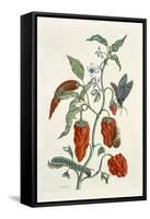 Comfrey, from A Curious Herbal, 1782-Elizabeth Blackwell-Framed Stretched Canvas