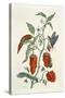 Comfrey, from A Curious Herbal, 1782-Elizabeth Blackwell-Stretched Canvas