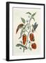 Comfrey, from A Curious Herbal, 1782-Elizabeth Blackwell-Framed Giclee Print