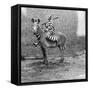 Comic Criminal Riding a Zebra-null-Framed Stretched Canvas