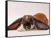 Comical Long Eared Rabbit-John Dominis-Framed Stretched Canvas