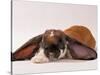 Comical Long Eared Rabbit-John Dominis-Stretched Canvas