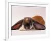 Comical Long Eared Rabbit-John Dominis-Framed Photographic Print