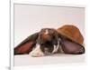 Comical Long Eared Rabbit-John Dominis-Framed Photographic Print