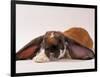 Comical Long Eared Rabbit-John Dominis-Framed Photographic Print