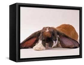 Comical Long Eared Rabbit-John Dominis-Framed Stretched Canvas