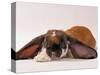 Comical Long Eared Rabbit-John Dominis-Stretched Canvas