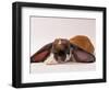 Comical Long Eared Rabbit-John Dominis-Framed Photographic Print