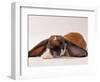 Comical Long Eared Rabbit-John Dominis-Framed Photographic Print