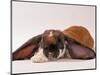 Comical Long Eared Rabbit-John Dominis-Mounted Photographic Print