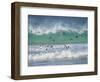 Coming ashore on Saunders Island. Rockhopper Penguin. Falkland Islands in January.-Martin Zwick-Framed Photographic Print