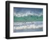 Coming ashore on Saunders Island. Rockhopper Penguin. Falkland Islands in January.-Martin Zwick-Framed Photographic Print