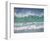 Coming ashore on Saunders Island. Rockhopper Penguin. Falkland Islands in January.-Martin Zwick-Framed Photographic Print