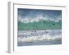 Coming ashore on Saunders Island. Rockhopper Penguin. Falkland Islands in January.-Martin Zwick-Framed Photographic Print