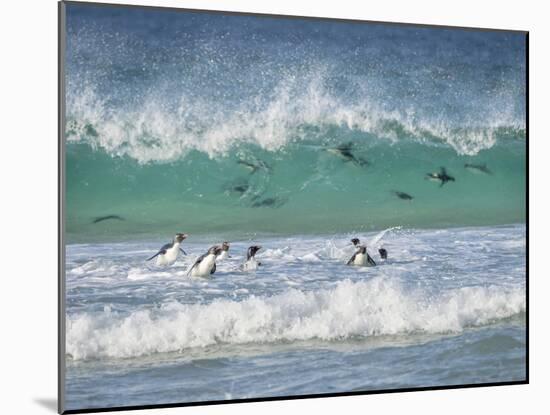 Coming ashore on Saunders Island. Rockhopper Penguin. Falkland Islands in January.-Martin Zwick-Mounted Photographic Print