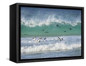 Coming ashore on Saunders Island. Rockhopper Penguin. Falkland Islands in January.-Martin Zwick-Framed Stretched Canvas