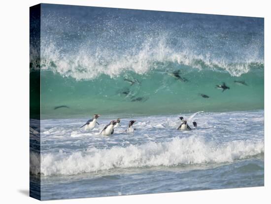 Coming ashore on Saunders Island. Rockhopper Penguin. Falkland Islands in January.-Martin Zwick-Stretched Canvas