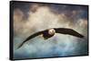 Coming Home Bald Eagle-Jai Johnson-Framed Stretched Canvas