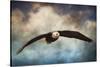 Coming Home Bald Eagle-Jai Johnson-Stretched Canvas