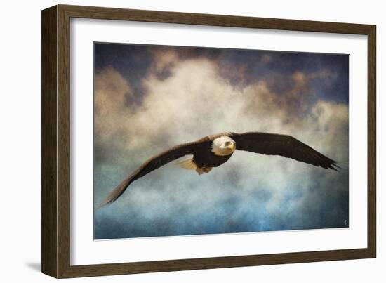 Coming Home Bald Eagle-Jai Johnson-Framed Giclee Print